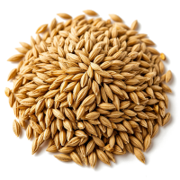 02 Солод и зерно